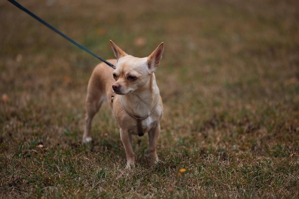 Transforming real estate: the role of robotics in advancing construction and maintenance innovation